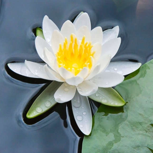 luxurylotus